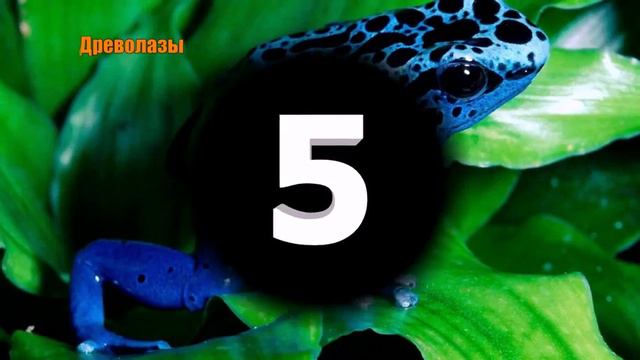 ТОП 10 САМЫЕ ЯДОВИТЫЕ ЖИВОТНЫЕ МИРА смотреть онлайн