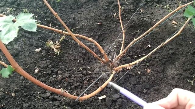 ? Обрезка ВИНОГРАДА на ОБРАТНЫЙ рост. КАК обрезать 3х летний куст после короткой обрезки. смотреть онлайн