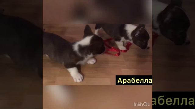 Вельш-корги кардиган щенки смотреть онлайн