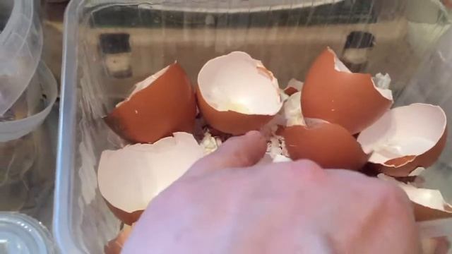 Вкусное удобрение для моего огорода смотреть онлайн