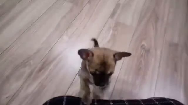 щенок чихуахуа смотреть онлайн