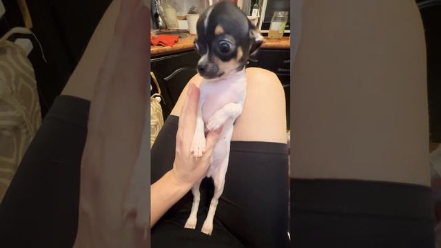 ❤️🐶👍Шедевр Чихуахуа Руни❤️Наш выпускник🎀 смотреть онлайн