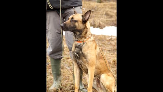 Athos of Braveheart Oradinum, 20 months смотреть онлайн