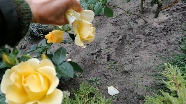 Роза Hansestadt Rostock от Rosen Tantau смотреть онлайн