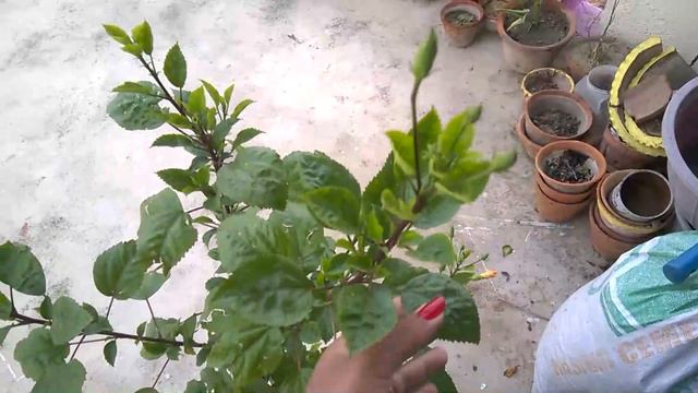 How to care your Hibiscus plant.....(Bengali) смотреть онлайн