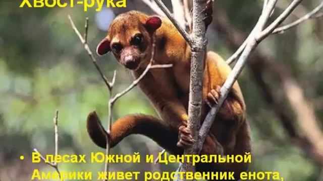 Зачем животным нужны хвосты.AVI смотреть онлайн