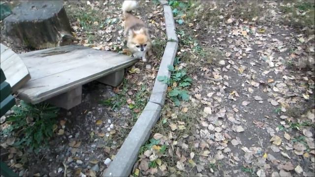 Welsh Terrier Puppy And Other Different Dogs.IX 2016.