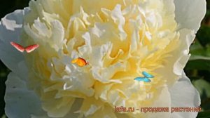 Пион травянистый Лаура Десерт (laura dessert) ? обзор: как сажать, рассада пиона Лаура Десерт