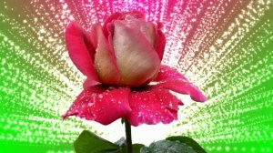 Футаж. Цветочный фон 166