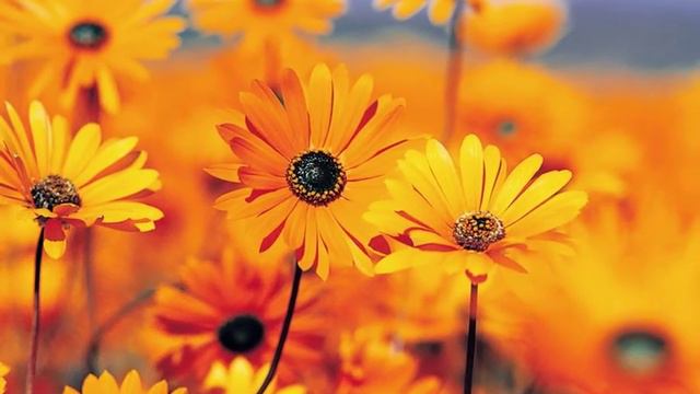 Животные и растения! смотреть онлайн