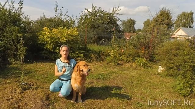 Как отучить собаку подбирать с земли... Дрессировка собаки. смотреть онлайн