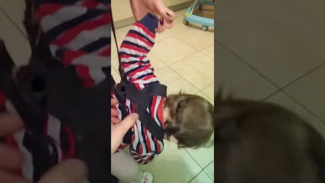 Обзор Вожжи Своими Руками ходунки детские поводки дешево, смотреть онлайн