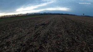 ВЕЧЁРКА на Утку в полях Краснодарского края 2021. ??? #охотанаутку