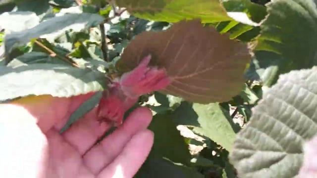 Все о фундуке. Плодоношение фундука.