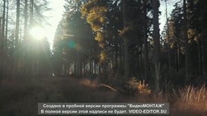 Шум лес для детей!