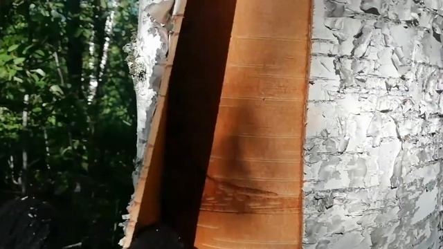Сибирь как и когда можно снять Бересту с берёзы. смотреть онлайн