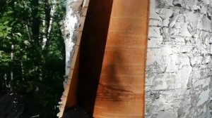 Сибирь как и когда можно снять Бересту с берёзы.