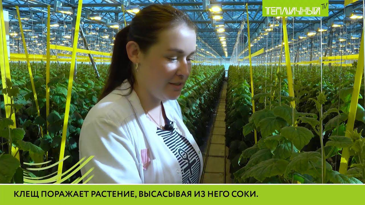 Для чего в «Тепличном» холят, лелеют и кормят прожорливых насекомых смотреть онлайн