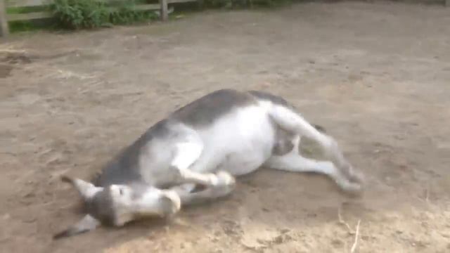 Сеня и Луша смотреть онлайн