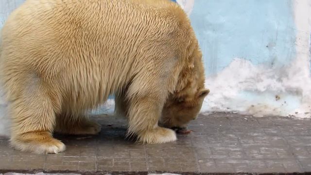КАй ждёт когда Герда покушает 25.03.17 смотреть онлайн