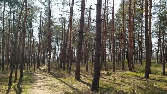 Прогулка по сосновому бору. (г.Харцызск, ДНР 2021г.) смотреть онлайн