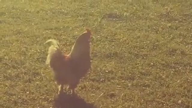 Ресторан Клёвый смотреть онлайн