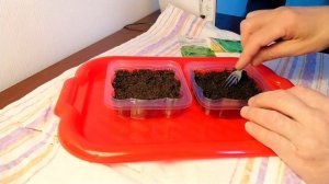 Руккола на подоконнике- это просто. Простейший , эффективный способ выращивания рукколы за 25 дней.