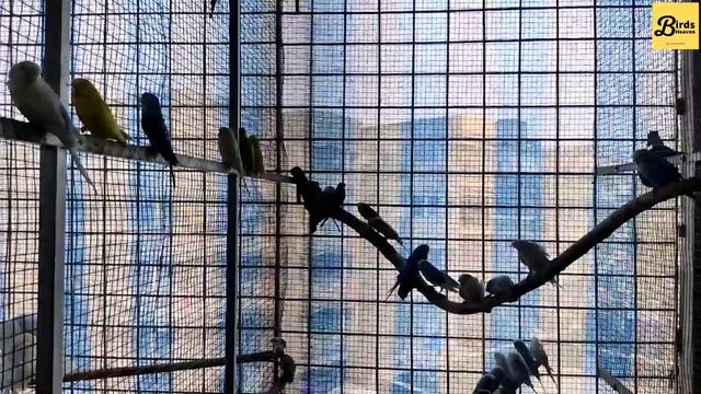 Mithun Da Bird Setup Visit, Part 01 | Monk Parakeet, Sun Conure, Java Bird, Pigeon Setup смотреть онлайн