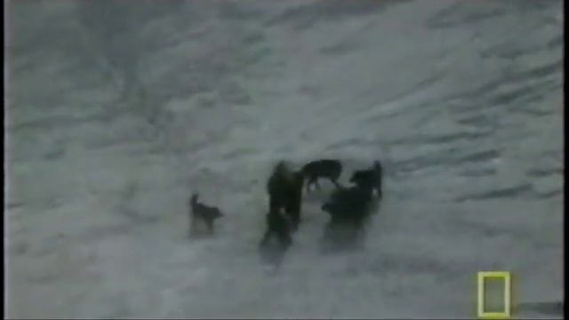 Dire Wolf Hunting смотреть онлайн