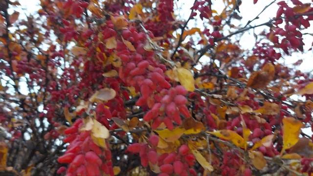 Kadın tuzluğu / Berberis vulgaris смотреть онлайн
