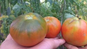 Томат царь колокол