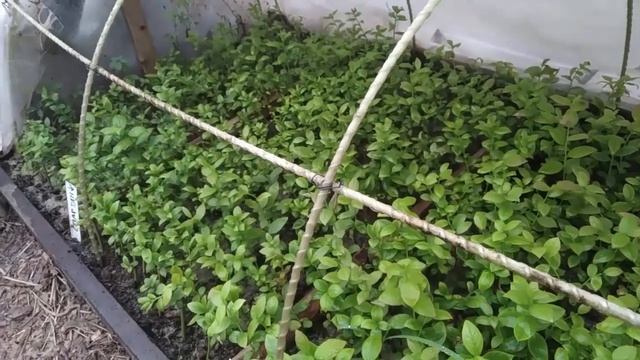 Черенкование голубики. День 60-й. смотреть онлайн