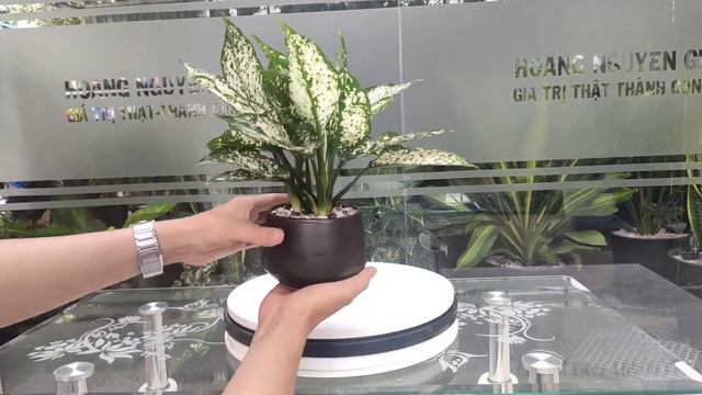 Cây Ngọc Ngân Để Bàn Chậu Sứ Tròn Vát Đáy смотреть онлайн