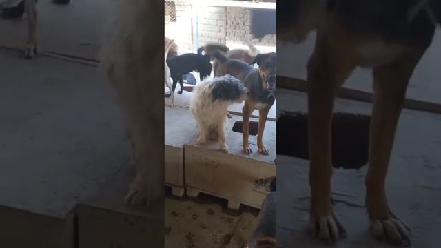 Четыре лапы Ташкент приют. Будни приюта 2 смотреть онлайн