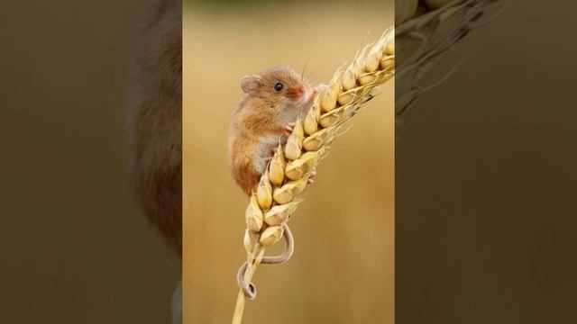 Богдан Лепкий 