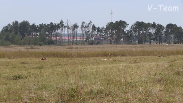 Басенджи ИТУРИ ПАЗЗЛ ЕКСТРАОРДИНАРИ СМАРТ (К) - SALONGA VASCO DA GAMA (С). ЧР - 2017. смотреть онлайн