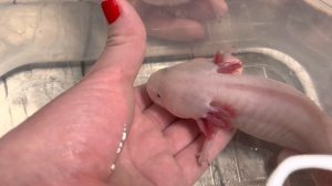 Сколько стоит аксолотль? Где можно купить аксолотля? #аксолотль #axolotl