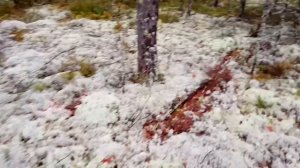 В Карелии собираю белые грибы и не только их. День 4 (финальный)