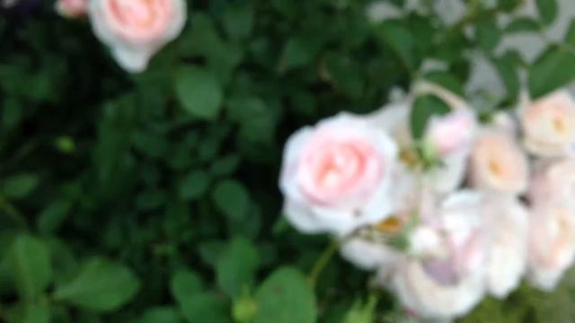 バラ　ビエ・ドゥー　Roses 'Billet doux' смотреть онлайн