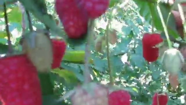 Брянское диво 2 смотреть онлайн