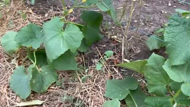 1 Литр под куст Огурцов. ВМИГ попрут в рост, завалят урожаем, плети не желтеют до сентября смотреть онлайн