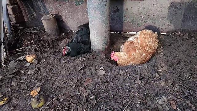куры купаются под лавкой смотреть онлайн