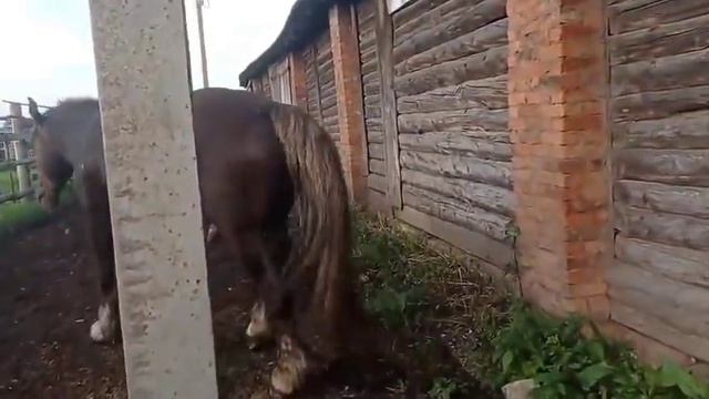ЖЕРЕБЕЦ пошел в разнос смотреть онлайн