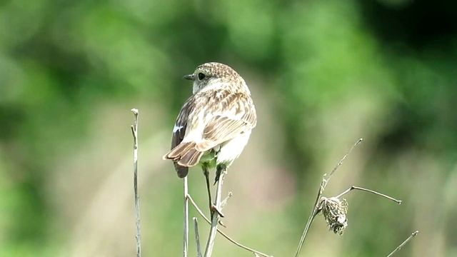 "Хвост как ВЕЕР" Чекан черноголовый, European Stonechat смотреть онлайн