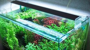 Какой выбрать светильник для растительного аквариума