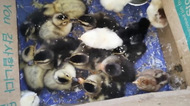 Без ИНКУБАТОРА ХОРОШИЙ ВЫВОД! КВОЧКИ ЛУПЯТ ГУСЯТ И УТЯТ! ПТИЦА САМЫЙ ЛУЧШИЙ ИНКУБАТОР! смотреть онлайн