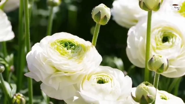 Красивая для души! Невероятно красивая музык Сергей Грищук, трогает до глубины Души...музыка 2021 смотреть онлайн