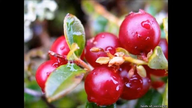 лесные ягоды смотреть онлайн
