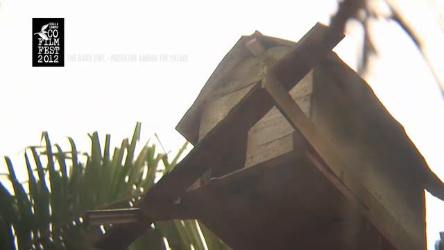 KLEFF2012 Trailer - The Barn Owl: Predator Among The Palms смотреть онлайн