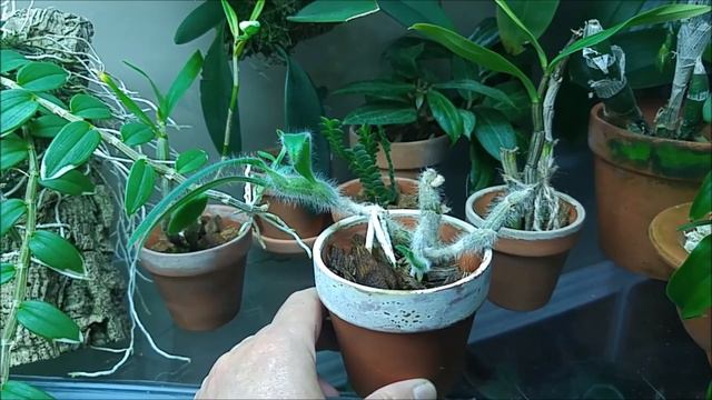 Dendrobium senile #CareCollab смотреть онлайн